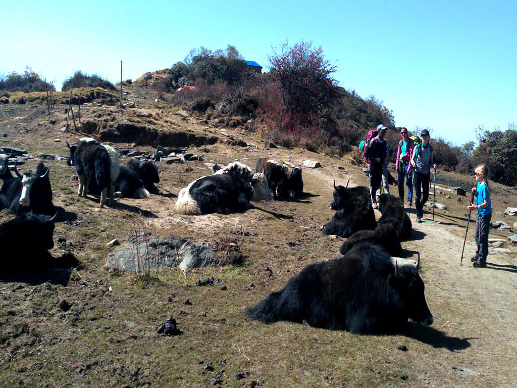 Mardi Himal Family Trekking 